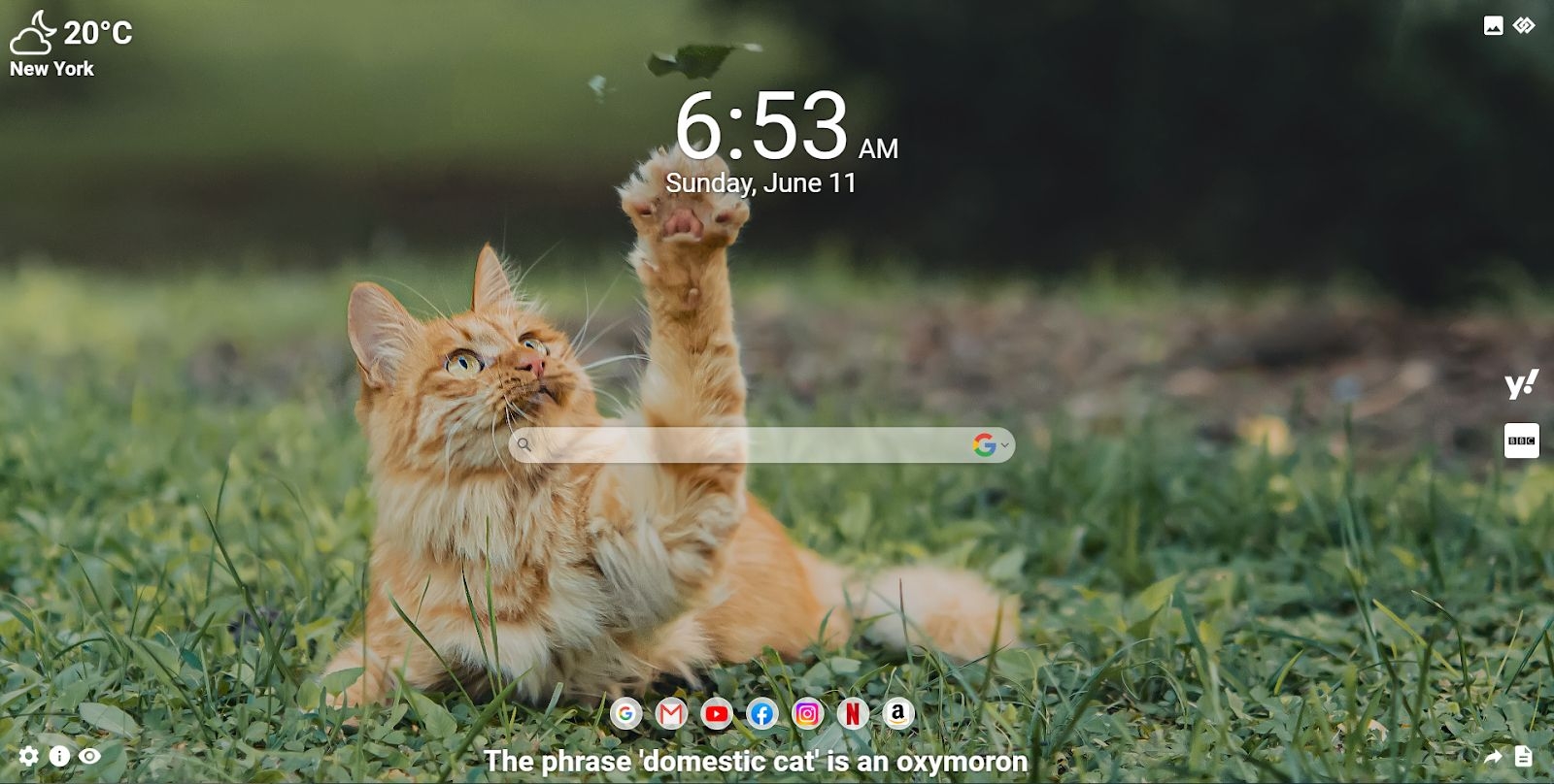 Adorable Cat Wallpapers on MeaVana: Adding Charm to Your Browser